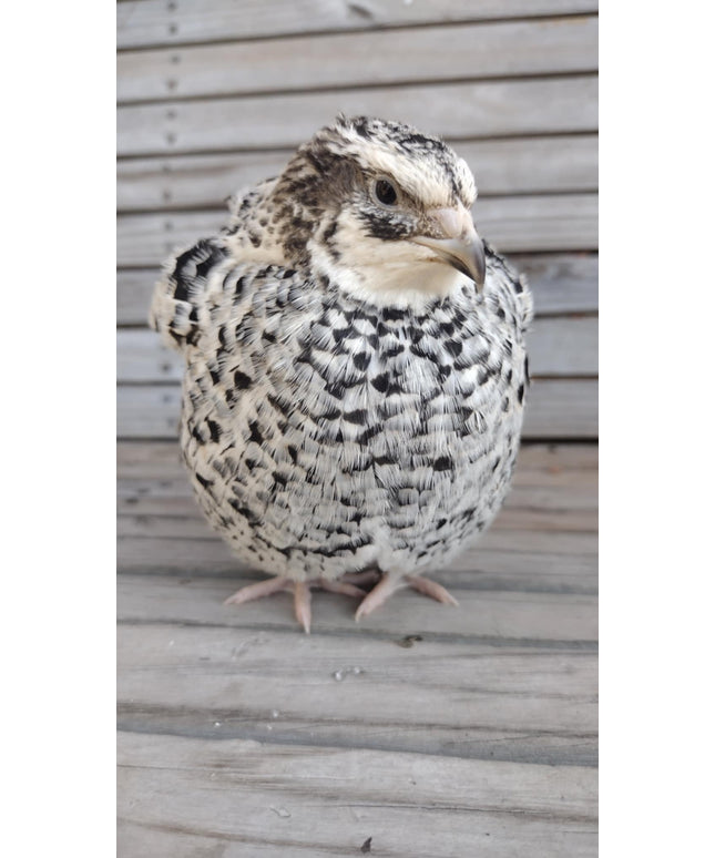 Pansy Fee hatching eggs