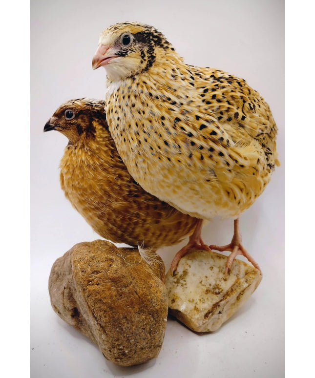 Jumbo Fawn- Italian/Manchurian Coturnix Hatching Eggs