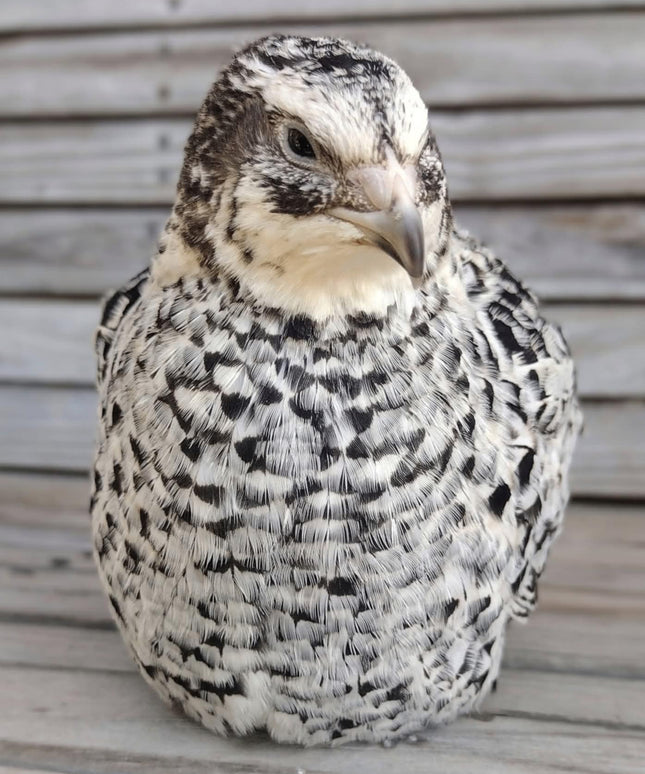 Pansy Fee hatching eggs