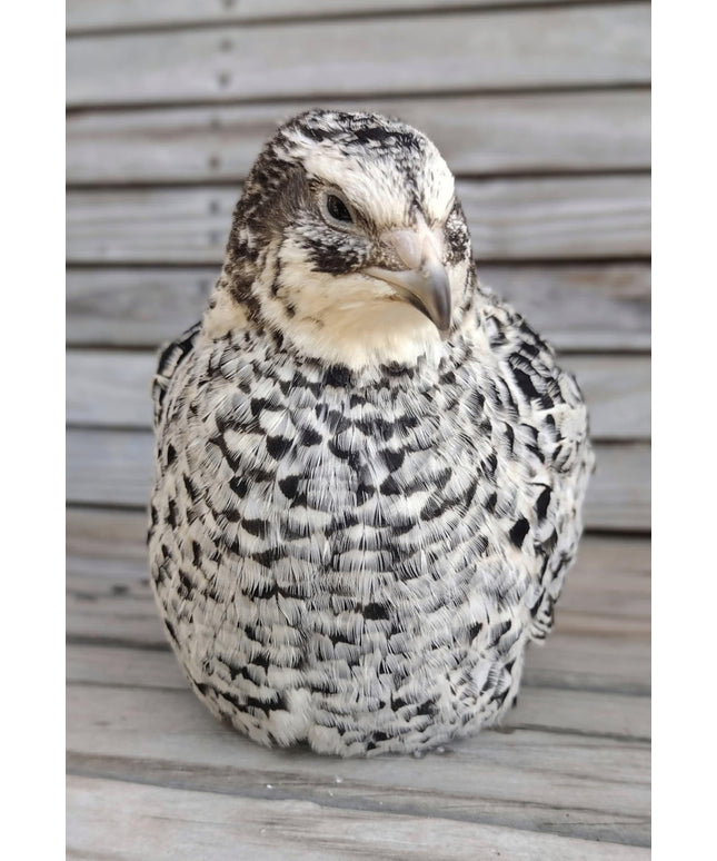 The Fee  Collection Hatching Eggs