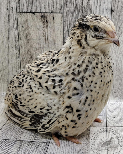 The Fee  Collection Hatching Eggs