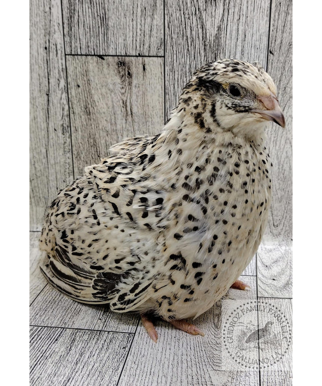 Pearl Fee Hatching Eggs