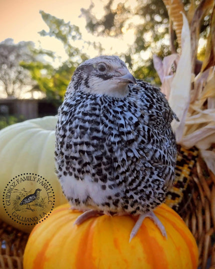 A fun mix of everything hatching eggs