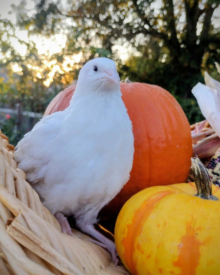 Hens Choice Special hatching eggs