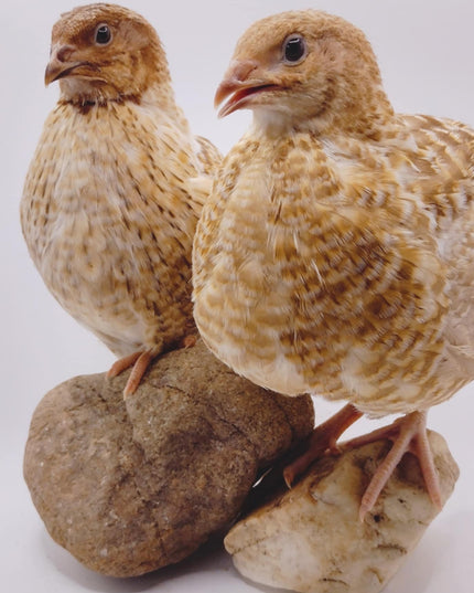 Roux Pansy hatching eggs