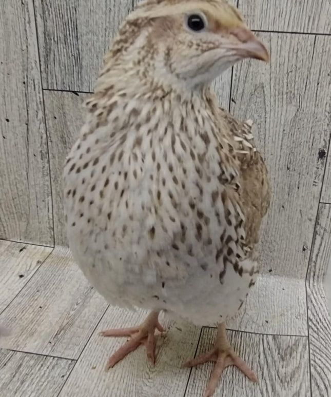 Egyptian Fee hatching eggs