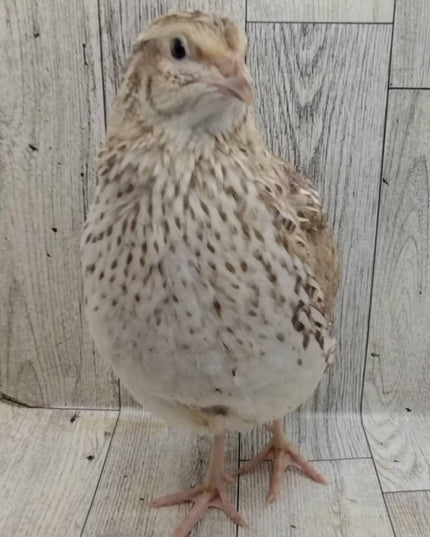 A fun mix of everything hatching eggs