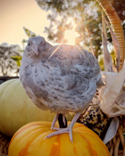 Hens Choice Special hatching eggs