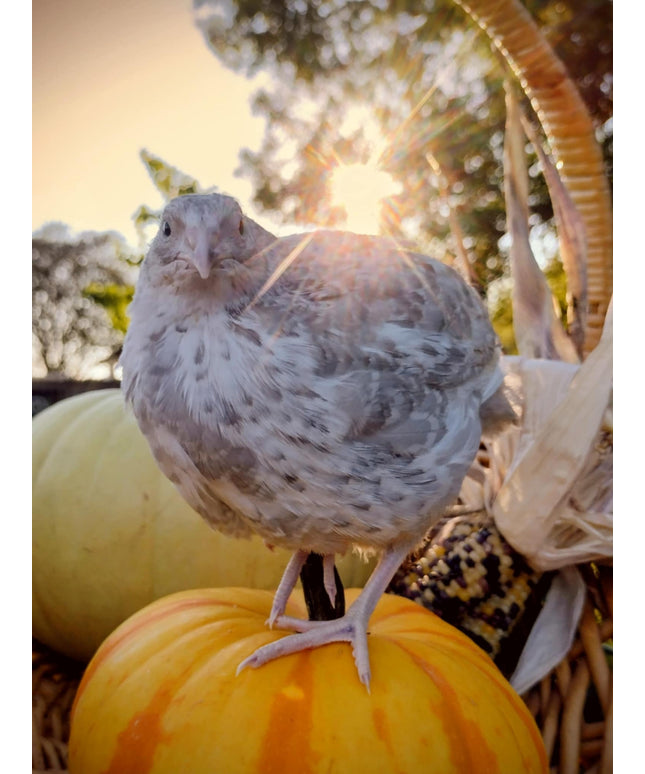 Shades of Gray Collection Hatching Eggs