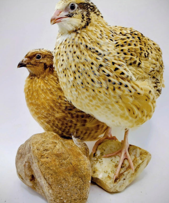 A fun mix of everything hatching eggs