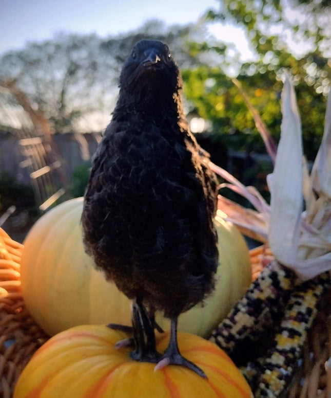 Black and Banded Black Coturnix Hatching Eggs