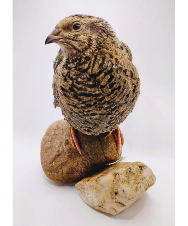 A fun mix of everything hatching eggs