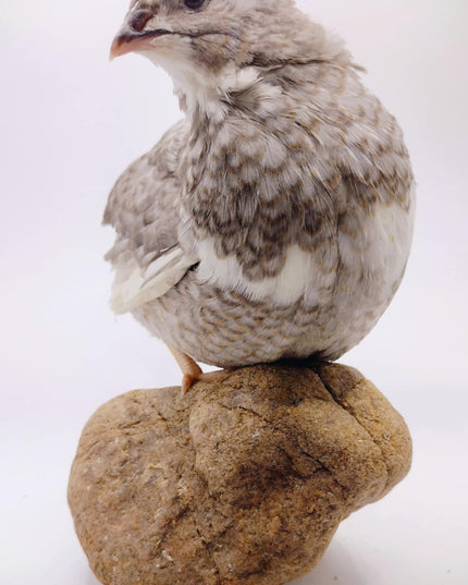 Shades of Gray Collection Hatching Eggs