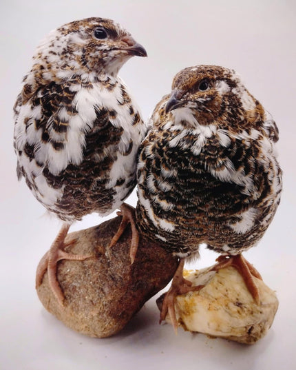 Jumbo Progressive Pied- Extended Brown Hatching Eggs