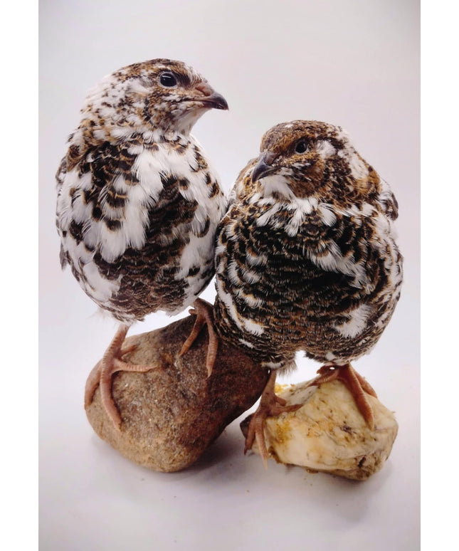 Jumbo Progressive Pied- Extended Brown Hatching Eggs