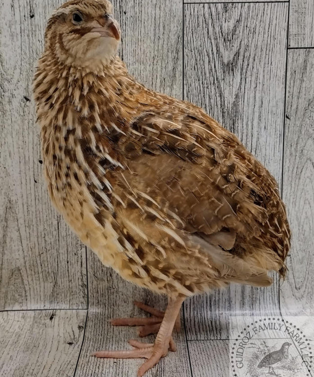 Jumbo Egyptian Hatching Eggs