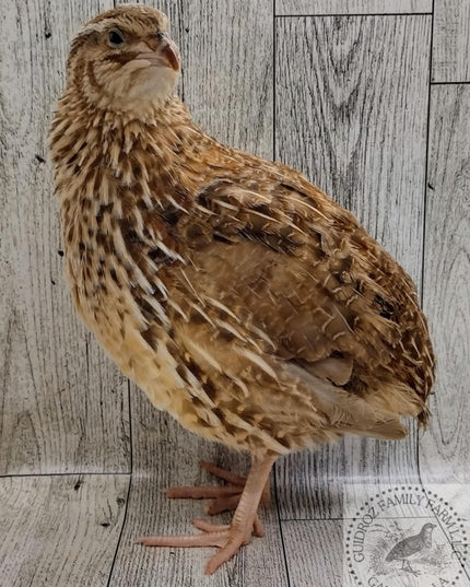 Jumbo Mix- Whites, Wild, Pearl, Pansy and Egyptian Hatching Eggs