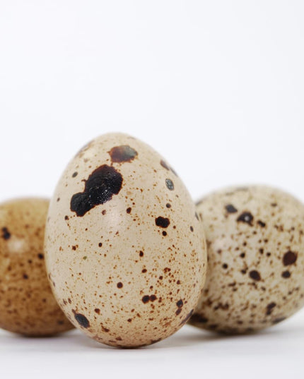 Empty Whole Eggshells Quail Eggs Hollowed - Set of 10 Cleaned Hollow Quail Eggs Perfect for Crafting and Decoration