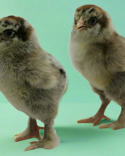 Brahma Chicks - Hatchery Choice