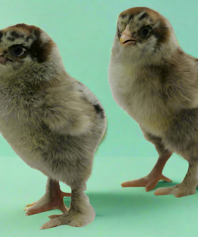 Dark Brahma Pullets (16 Weeks Old)