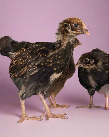 Barnevelder Pullet Chicks