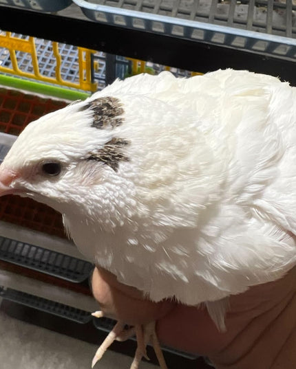 Jumbo White Coturnix Hatching Eggs - Premium Quail Eggs for Hatching - Perfect for Homesteaders, Breeders, Hobbyists - Freshly Collected for High Hatch Rates