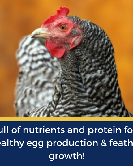BEE A Beautiful Hen Herbal Treat With Mealworms, Wheat, & Rose Petals For Chickens