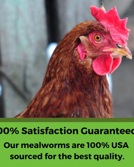 BEE A Beautiful Hen Herbal Treat With Mealworms, Wheat, & Rose Petals For Chickens