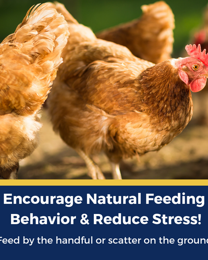 BEE A Beautiful Hen Herbal Treat With Mealworms, Wheat, & Rose Petals For Chickens