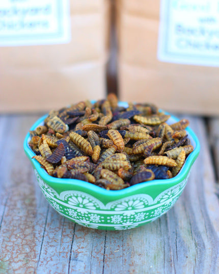 Black Soldier Fly Larvae (From NORTH AMERICA!!) -- LoveBugs For Hens (TM)