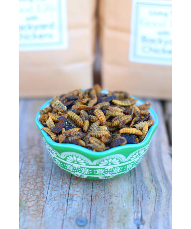 Black Soldier Fly Larvae (From NORTH AMERICA!!) -- LoveBugs For Hens (TM)