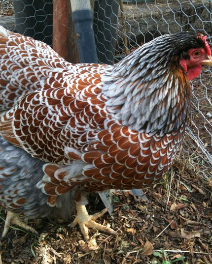 Blue Laced Red Wyandotte Pullet Chicks