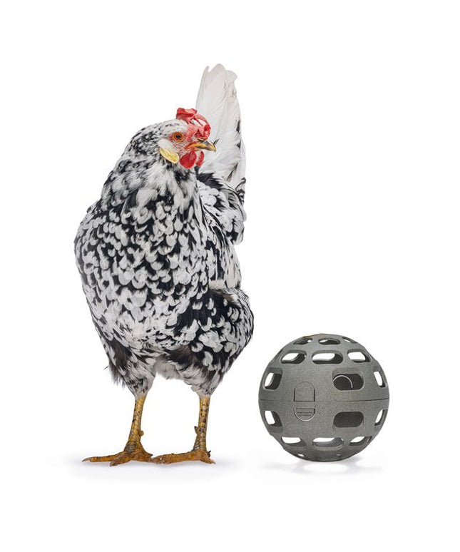 Chicken Snack Ball – 100% Recycled, Foraging & Play Feeder
