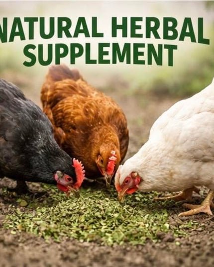 Poultry Nesting Herbs, Includes Oregano, Basil, Red Pepper Flakes, Garlic, Rosemary, Lavender, and More! 8oz, 16oz, 32oz