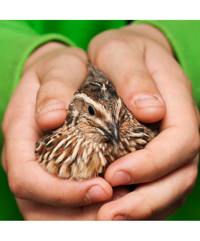 36 Quail Eggs for Hatching - (Online Only)