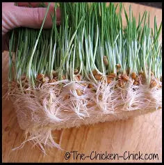Sprouting Seed Mix for Poultry Fodder, Natural Protein Boost, Fresh Greens Anytime, Better Egg Quality, Improve Feathers, Great Winter Treat and Entertainment