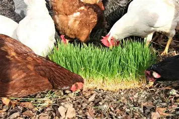 Sprouting Seed Mix for Poultry Fodder, Natural Protein Boost, Fresh Greens Anytime, Better Egg Quality, Improve Feathers, Great Winter Treat and Entertainment