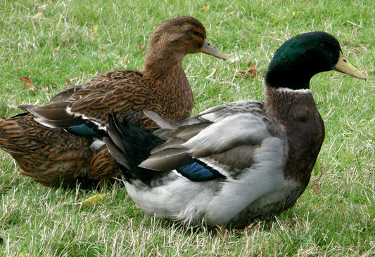 Rouen Ducks