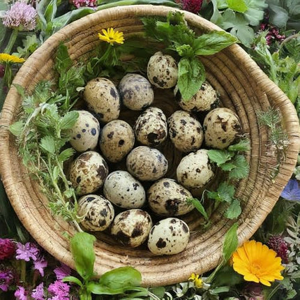 Coturnix Quail Fertile Hatching Eggs, 12 Count, Carefully Sourced and Selected for Quality, Ideal for Incubation and Sustainable Egg Hatching from Family Farms and Hatcheries picked daily fresh
