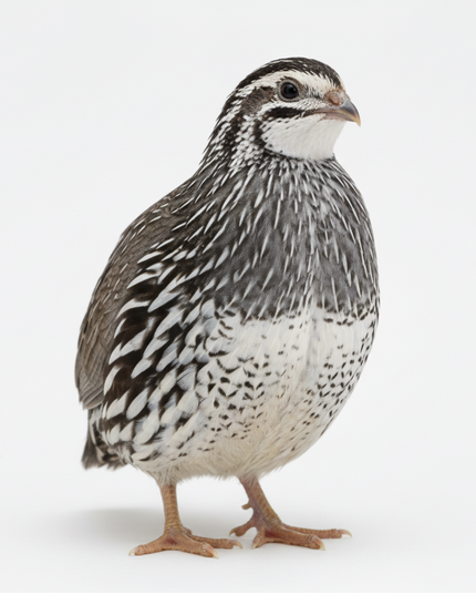 Falb-Fee Quail Hatching Eggs