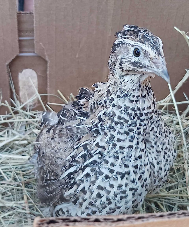 Falb-Fee Quail Hatching Eggs