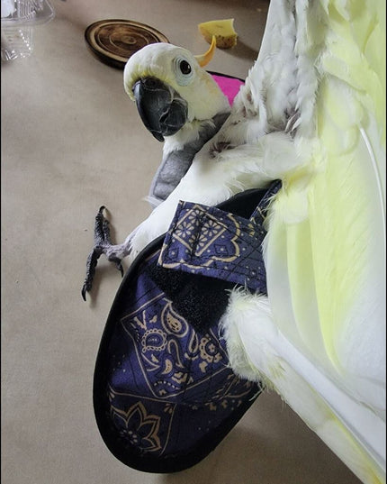 Hen Holster Bird Diaper/Harness (chicken diaper, duck diaper, pigeon diaper with Removable Vinyl Liner)
