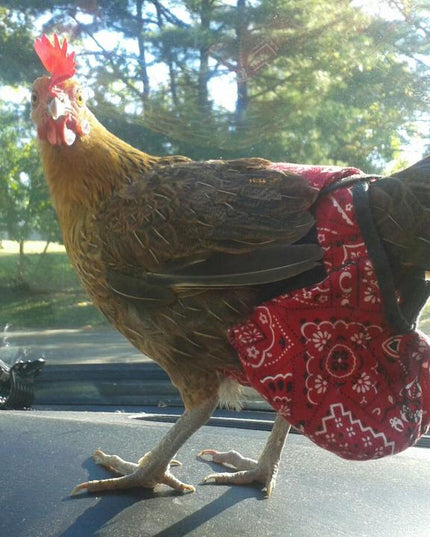Hen Holster Bird Diaper/Harness (chicken diaper, duck diaper, pigeon diaper with Removable Vinyl Liner)