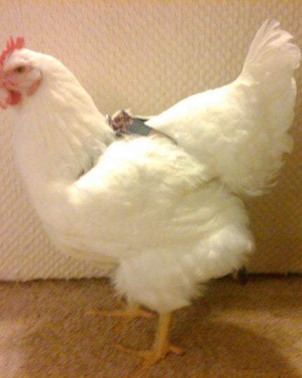 Hen Holster Bird Diaper/Harness (chicken diaper, duck diaper, pigeon diaper with Removable Vinyl Liner)