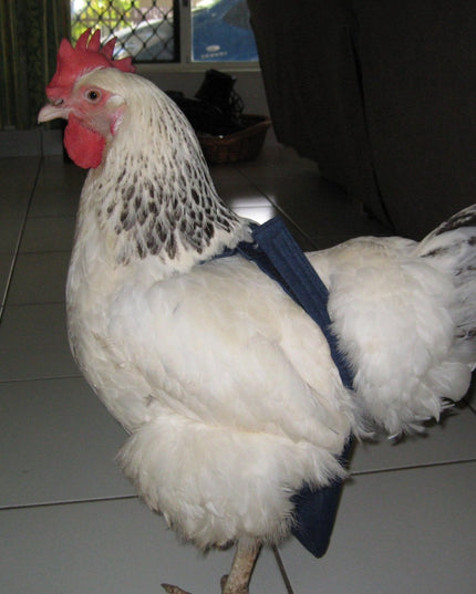 Hen Holster Bird Diaper/Harness (chicken diaper, duck diaper, pigeon diaper with Removable Vinyl Liner)