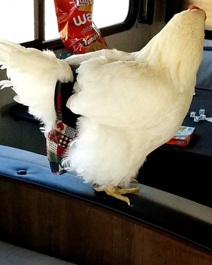 Hen Holster Bird Diaper/Harness (chicken diaper, duck diaper, pigeon diaper with Removable Vinyl Liner)