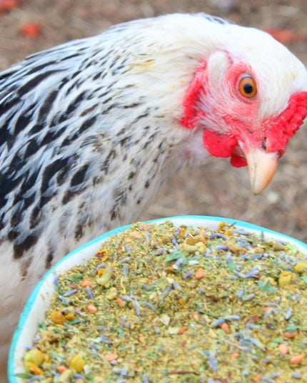 Scent of Spring Nesting Herbs For Backyard Chickens With Lavender, Chamomile, Calendula, and more!