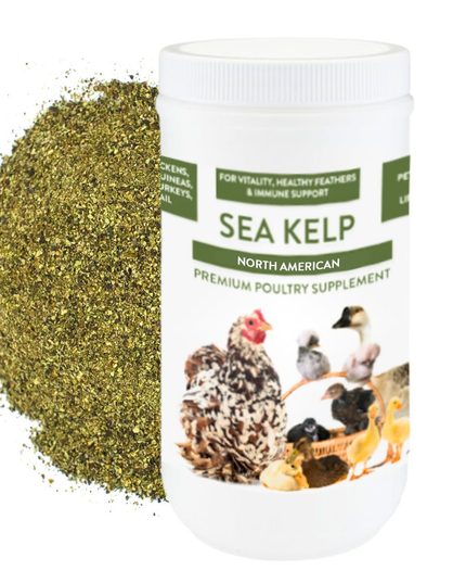 North Atlantic Kelp For Extra Vitamins, Minerals, & Amino Acids For Pet Chickens & Ducks