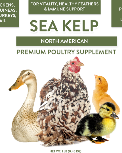 North Atlantic Kelp For Extra Vitamins, Minerals, & Amino Acids For Pet Chickens & Ducks
