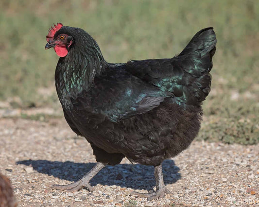 Wise County Chicken Farm